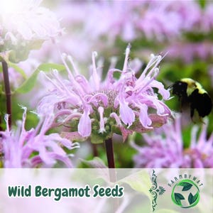 1000 Wild Bergamot Seeds Monarda fistulosa Bee Balm Pollinator Flower Non-GMO Heirloom USA Seller