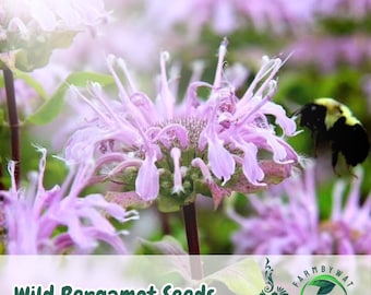 1000 Wild Bergamot Seeds Monarda fistulosa Bee Balm Pollinator Flower Non-GMO Heirloom USA Seller