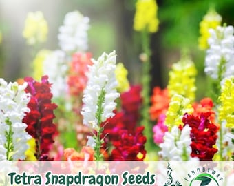 5000 Tetra Snapdragon Seeds: Colorful Garden Flowers, Easy Grow, Non-GMO