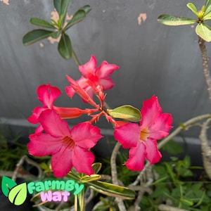Rare 5 Seeds Desert Rose Flower Adenium obesum - PEONY bonsai Seeds Fast SHip