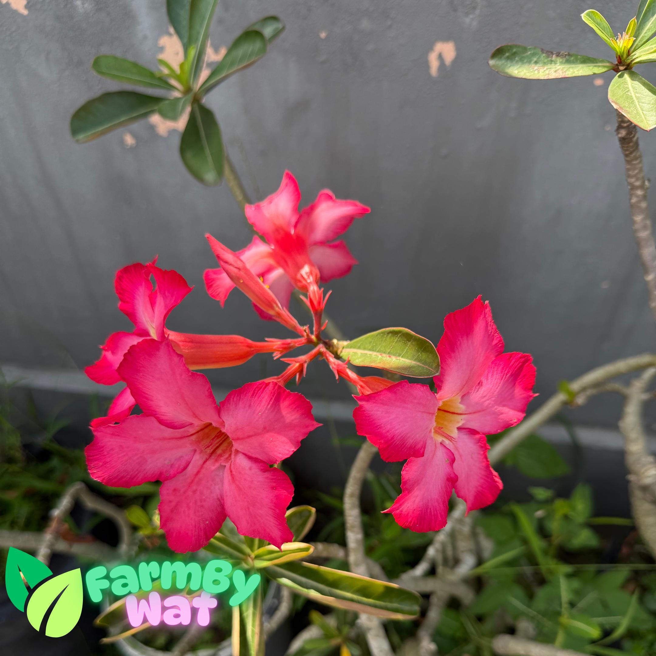 Live Adenium Obesum Desert Rose Seedling - Rosa Del Desierto - Easy Care Indoor/Outdoor Plant