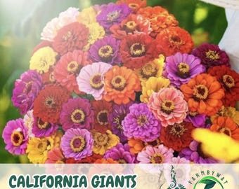150 California Giants Zinnia-frön: Livfulla blandade ettåriga blommor