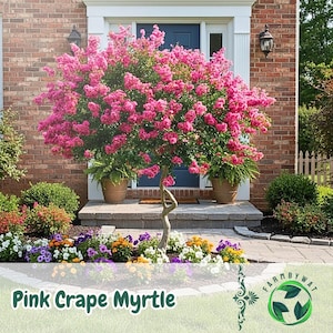 Könnte beinhalten: Ein pinkfarbener Kreppmyrtenbaum in voller Blüte, der in einem Topf auf einer Veranda steht. Die pinkfarbenen Blüten des Baumes bilden einen Kontrast zum grünen Laub und der Backsteinfassade des Hauses. Der Text "Pink Crape Myrtle" steht unten.