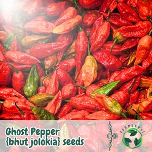 50 Ghost Pepper Seeds Bhut Jolokia Extra Hot Chili Seeds, Heirloom, Non-GMO, USA Seller, For Culinary Growing