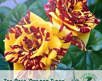 May include: Close-up of two Tea Rose 'Dragon Tiger' blooms. The petals are a vibrant yellow, streaked with bold red patterns. The roses are in full bloom, showcasing their intricate, layered design against a backdrop of green foliage.