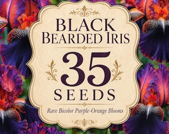35 semi di iris barbata nera / Rara iris bicolore viola-arancio / Semi di fiori perenni eleganti / Fioriture da giardino rustico / Regalo per giardinieri