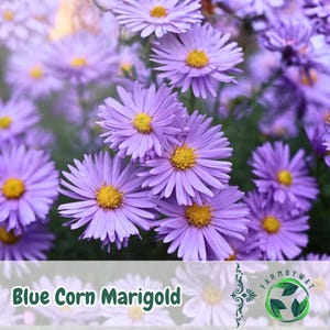 Könnte beinhalten: Nahaufnahme von leuchtend blauen Kornblumen mit gelben Zentren. Das Bild zeigt eine Ansammlung der Blumen, wobei einige im Hintergrund unscharf sind. Der Text "Blue Corn Marigold" befindet sich am unteren Rand des Bildes.