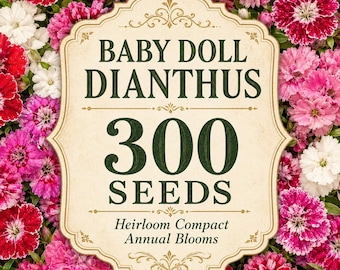 300 Baby Doll Dianthus Seeds | Heirloom Compact Annual Flowers | Colorful Cottage Garden Blooms | Carnation Type Flower Seeds