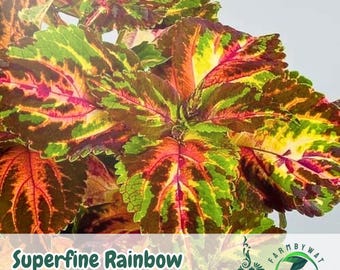 25 Rainbow Coleus Seeds | Multicolored Foliage Plant for Shade Gardens