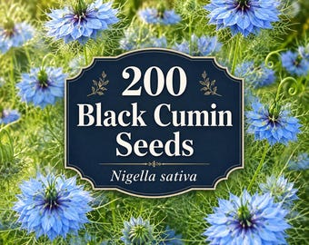 200 Schwarzkümmelsamen – Nigella Sativa (alte Sorte) – Leicht anzubauendes Schwarzkümmelkraut – Samen für einjährige Blumen und Kräuter