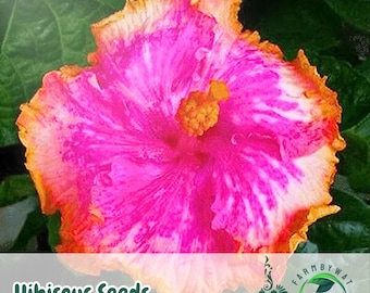30 semillas raras de hibisco: variedad antigua no transgénica para su jardín.