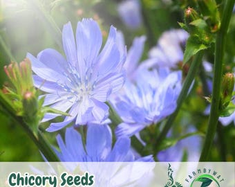 1000 Chicory Seeds Cichorium intybus Blue Edible Wildflower Pollinator-Friendly Non-GMO Heirloom USA Seller