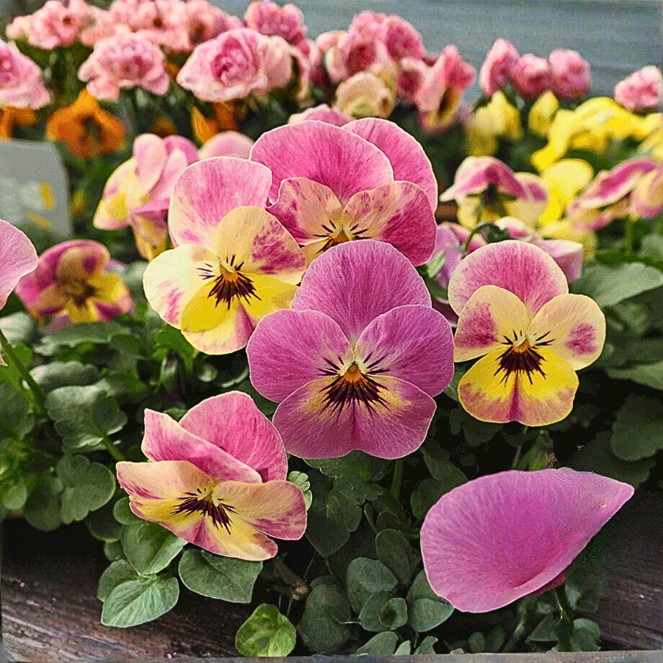 200 Bel Viso Pineapple Crush Pansy Seeds – Multi-colored Garden