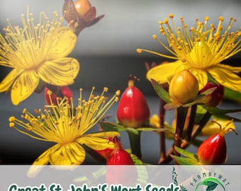 500 St. John's Wort Seeds  Hypericum perforatum, Yellow Wildflowers