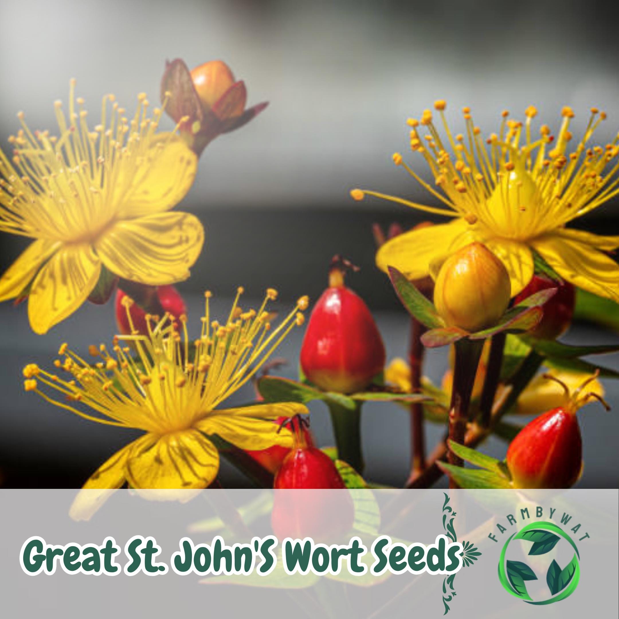 rose seed oil 100% Pure, Fresh-Pressed Rosehip Seed Oil  30ml