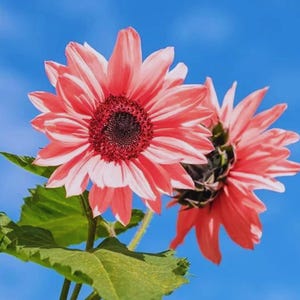 45 Iris Tectorum Rose Sunflower Seeds | Pink Blooms | Non-GMO Heirloom Variety | Unique Garden Flowers