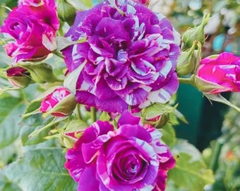 20 pachnących nasion róży Jewel | Fioletowa i biała floribunda | Pachnące kwiaty ogrodowe | Bez GMO
