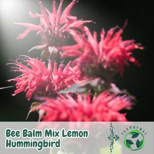 25 Bee Balm Seeds Monarda Didyma Mix Hummingbird & Bee Favorite Vibrant Garden Blooms Lemon Scent USA Seller