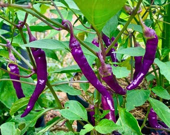 50 Purple Cayenne Pepper Seeds