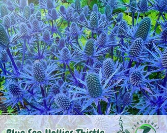 200 semillas de cardo marino azul – Cardo azul acero, flor perenne para jardín