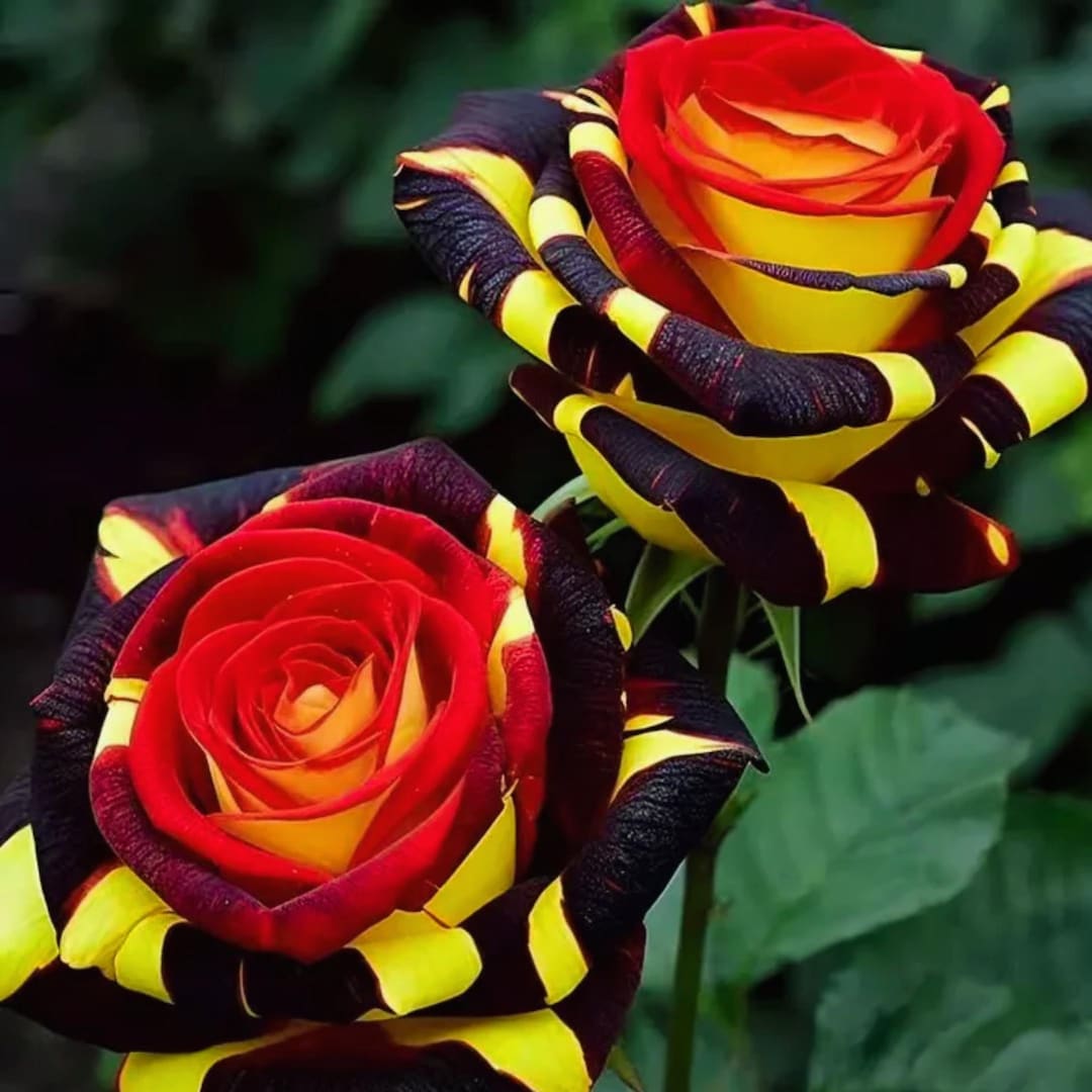 20 Rare Rose 'firebird' Seeds | Non-gmo Heirloom | Unique Fiery Blooms ...