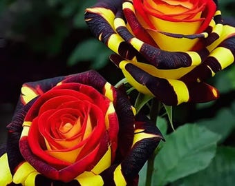20 Rare Rose 'Firebird' Seeds | Non-GMO Heirloom | Unique Fiery Blooms | Garden Flower Seeds