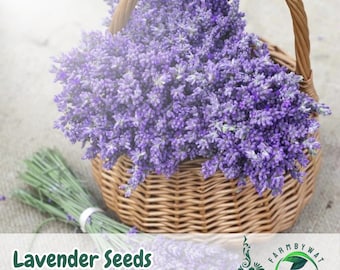 600 lavendelzaden Lavandula angustifolia niet-ggo-vaste plant kruidenzaden erfstuk geurige tuin favoriet