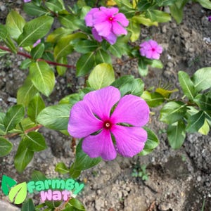 Rare 90 Dwarf Pink Periwinkle Seeds - Vinca Rosea Delicata Flowers GROUND COVER Fast SHip