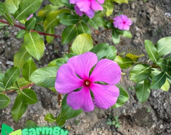 Può includere: Primo piano di un fiore di pervinca rosa a cinque petali. Il fiore ha un centro bianco con un occhio rosso. Il fiore è circondato da foglie verdi.