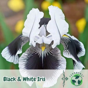 Puede incluir: Primer plano de una flor de iris en blanco y negro. La flor tiene pétalos grandes, blancos y erguidos y pétalos inferiores negros con patrones de rayas blancas. El centro de la flor es blanco con un centro amarillo. El texto "Black & White Iris" está en la parte inferior.
