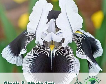 Può includere: Primo piano di un fiore di iris bianco e nero. Il fiore ha grandi petali bianchi eretti e petali inferiori neri con motivi a strisce bianche. Il centro del fiore è bianco con un centro giallo. Il testo "Black & White Iris" è in basso.