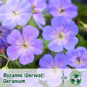 Puede incluir: Primer plano de flores de geranio Rozanne (Gerwat). Las flores son de un vibrante color púrpura con vetas de color púrpura más oscuro que irradian desde el centro. Los pétalos tienen una textura delicada. La imagen también incluye el texto "Rozanne (Gerwat) Geranium".