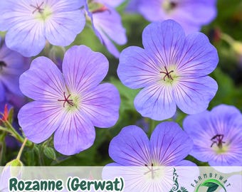 25 Rozanne Geranium Seeds – Violet-Blue Hardy Perennial Blooms for Borders, Pots & Garden Decoration