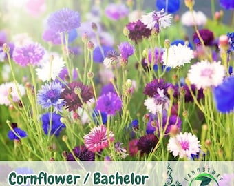 250 Cornflower Seeds: Heirloom Bachelor Button Tall Mix - Pollinator Friendly