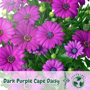 Puede incluir: Primer plano de flores de margarita del Cabo de color púrpura oscuro con centros amarillos y detalles azules. Los pétalos son de un vibrante tono púrpura, rodeados de hojas y capullos verdes. Incluye el texto "Dark Purple Cape Daisy".