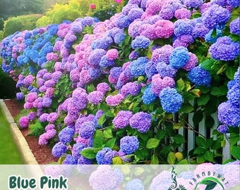 25 semillas de hortensia azul, rosa y morada / Mezcla de flores perennes resistentes / Flores coloridas para el jardín