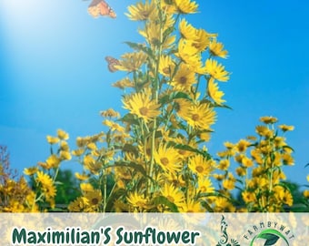 500 Maximilian Sunflower Seeds Helianthus maximiliani Tall Perennial Pollinator Flower Non-GMO USA Seller
