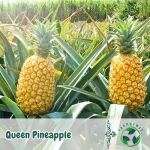 Pode incluir: Duas abacaxis Queen maduros, com casca dourada texturizada e coroas de folhas verdes, são cercados por longas folhas verdes pontiagudas. A imagem é definida em um campo, com o texto "Queen Pineapple" na parte inferior.