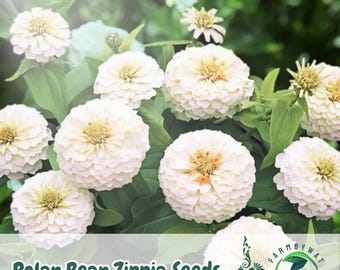 100 Polar Bear Zinnia Seeds: White Heirloom Cut Flowers - USA Seller