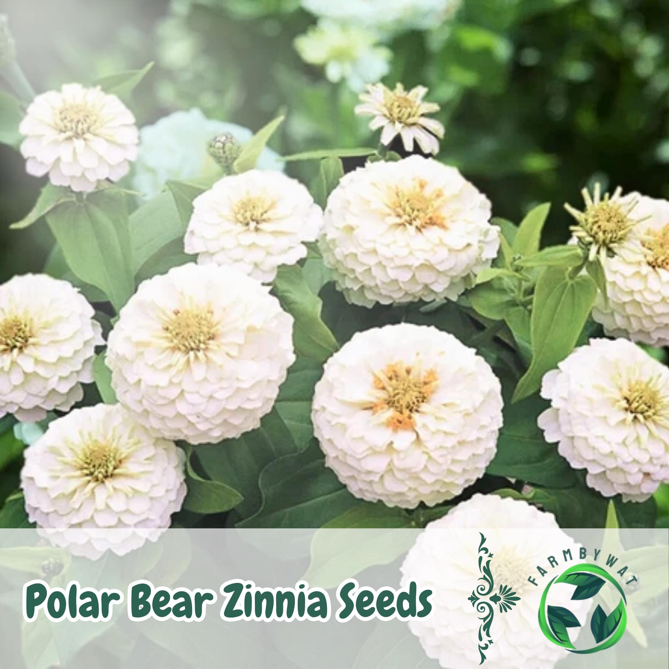 100 Polar Bear Zinnia Seeds: White Heirloom Cut Flowers - USA