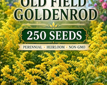 250 Old Field Goldenrod Seeds, Perennial Wildflower Seeds, Heirloom Non-GMO Pollinator Friendly Native Flower Seeds for Planting