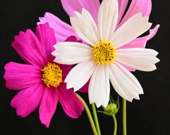 70 Mixed Cosmos Flower Seeds: Colorful Garden Blooms, Pollinator Friendly