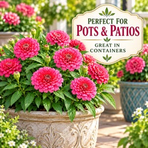 Pink marigold plants blooming in decorative patio containers and garden pots