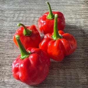 May include: Four bright red, round, slightly flattened peppers with smooth, glossy skin and green stems. Each pepper features a lobed, squat shape with a firm texture. The peppers are arranged in a cluster, showcasing their vibrant red color and distinct green stalks against a neutral background.