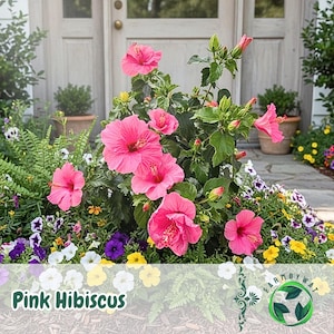 50 Pink Hibiscus Seeds | Large Tropical Blooms Garden Flowers | Non-GMO