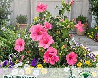 ピンクブルージャイアントハイビスカス 20粒 | 巨大な多年草の庭の花