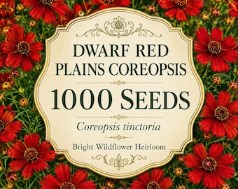 1000 Dwarf Red Plains Coreopsis Seeds | Coreopsis tinctoria Wildflower Seeds | Bright Red & Yellow Heirloom Flowers