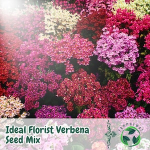 100 Ideal Florist Verbena Seed Mix Verbena x hybrida Colorful Blooms Annual Flower Non-GMO USA Seller