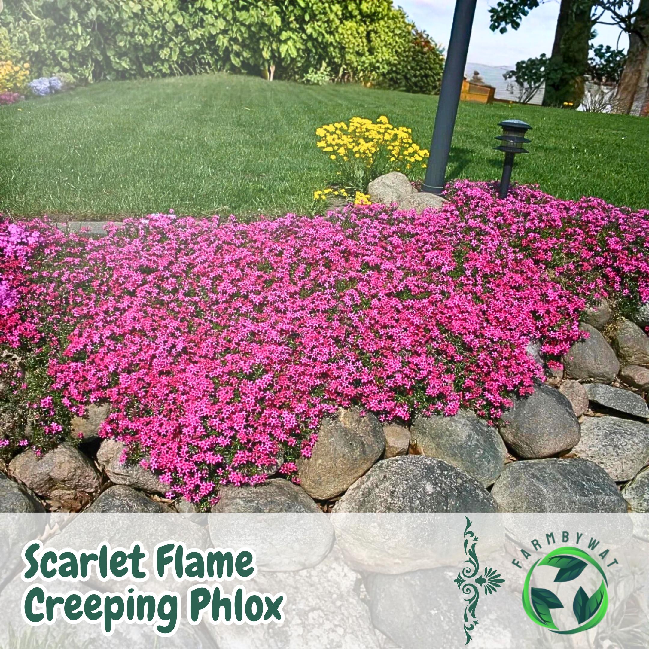 100 Scarlet Flame Creeping Phlox Seeds – Vibrant Red Ground Cover