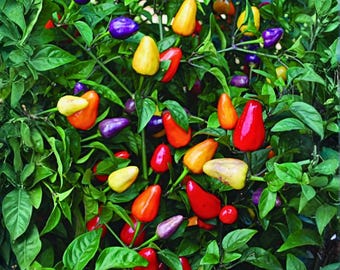 1000 Five Color Pepper Seeds